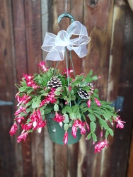 Christmas Cactus Basket from Mischler's Florist and Greenhouses in Williamsville, NY