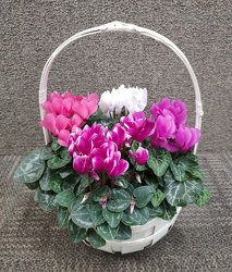 Cyclamen Basket from Mischler's Florist and Greenhouses in Williamsville, NY