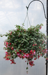 Hanging Basket - Fuchsia from Mischler's Florist and Greenhouses in Williamsville, NY
