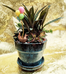 Desktop Succulent Little Wonder from Mischler's Florist and Greenhouses in Williamsville, NY