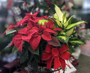 Christmas Plaid Tin from Mischler's Florist and Greenhouses in Williamsville, NY