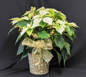 Poinsettia Golden Star from Mischler's Florist and Greenhouses in Williamsville, NY