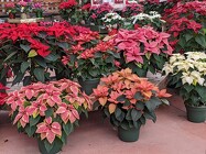Grower's Choice of Color Triple Poinsettia from Mischler's Florist and Greenhouses in Williamsville, NY
