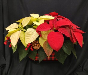 Poinsettia Buffalo Tin from Mischler's Florist and Greenhouses in Williamsville, NY