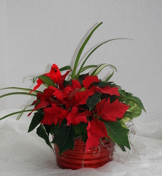 Poinsettia Small Tub Mixed Combo from Mischler's Florist and Greenhouses in Williamsville, NY