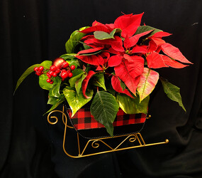 Sleightime  from Mischler's Florist and Greenhouses in Williamsville, NY