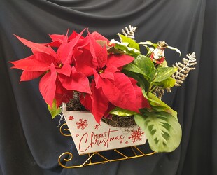 Sleightime White from Mischler's Florist and Greenhouses in Williamsville, NY