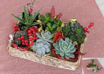 Succulent Favors  from Mischler's Florist and Greenhouses in Williamsville, NY
