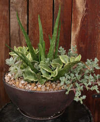 Succulent Bowl from Mischler's Florist and Greenhouses in Williamsville, NY