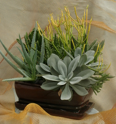 Succulent 8" Mixed Low Ceramic from Mischler's Florist and Greenhouses in Williamsville, NY