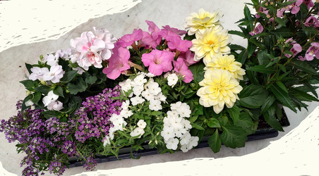 Summer Annuals Tray from Mischler's Florist and Greenhouses in Williamsville, NY