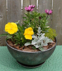 10 Inch Deco Pot  from Mischler's Florist and Greenhouses in Williamsville, NY