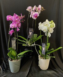 Orchid from Mischler's Florist and Greenhouses in Williamsville, NY