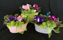 African Violets  from Mischler's Florist and Greenhouses in Williamsville, NY