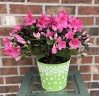 Spring Azalea from Mischler's Florist and Greenhouses in Williamsville, NY