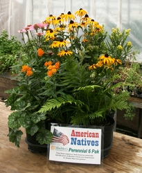 American Natives from Mischler's Florist and Greenhouses in Williamsville, NY