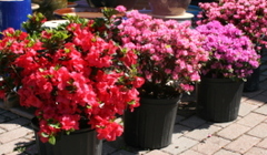 Hardy Azalea from Mischler's Florist and Greenhouses in Williamsville, NY