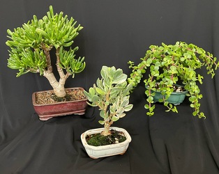 JADE BONSAI COLLECTION from Mischler's Florist and Greenhouses in Williamsville, NY