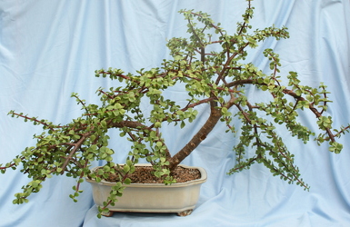 Bonsai Elephant Food 1012 from Mischler's Florist and Greenhouses in Williamsville, NY