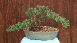 Bonsai Juniper from Mischler's Florist and Greenhouses in Williamsville, NY