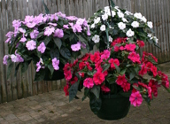 Hanging Basket Bounce Impatiens from Mischler's Florist and Greenhouses in Williamsville, NY