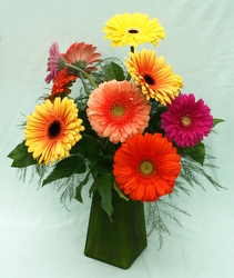 Brite Color Gerbera Daze from Mischler's Florist and Greenhouses in Williamsville, NY
