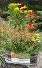 Go Garden Butterfly Flutterby from Mischler's Florist and Greenhouses in Williamsville, NY