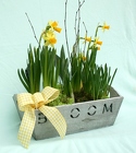 Daffodil Wooden Box Bulb Garden from Mischler's Florist and Greenhouses in Williamsville, NY