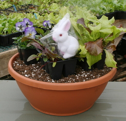 Spring Bunny Bowl Kit from Mischler's Florist and Greenhouses in Williamsville, NY
