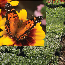 Gardens To Go - Butterfly Attracting from Mischler's Florist and Greenhouses in Williamsville, NY