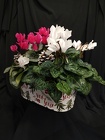 Holly Jolly Cyclamen Tin from Mischler's Florist and Greenhouses in Williamsville, NY