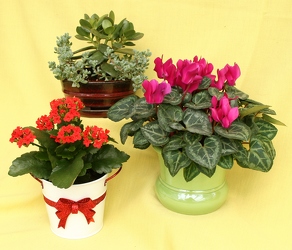 Cash 'n' Carry from Mischler's Florist and Greenhouses in Williamsville, NY