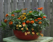 Fall Ceramic Bowl from Mischler's Florist and Greenhouses in Williamsville, NY