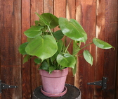 Tabletop Monstera from Mischler's Florist and Greenhouses in Williamsville, NY