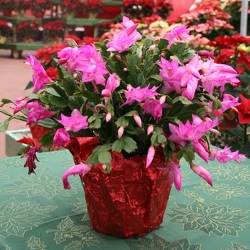 Christmas Cactus from Mischler's Florist and Greenhouses in Williamsville, NY