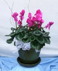Cyclamen Ceramic Pot from Mischler's Florist and Greenhouses in Williamsville, NY