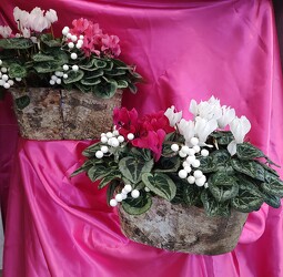 Winter Cyclamen Box from Mischler's Florist and Greenhouses in Williamsville, NY