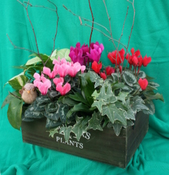 Cyclamen Box from Mischler's Florist and Greenhouses in Williamsville, NY