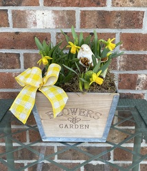 Springtide bulb garden from Mischler's Florist and Greenhouses in Williamsville, NY