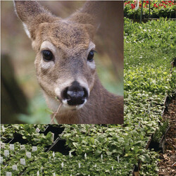 Gardens To Go - Deer Resistant from Mischler's Florist and Greenhouses in Williamsville, NY