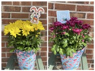 Easter Mum from Mischler's Florist and Greenhouses in Williamsville, NY