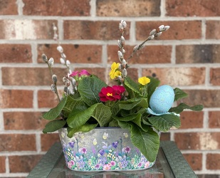 Easter Primrose  from Mischler's Florist and Greenhouses in Williamsville, NY