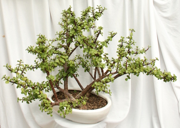 Bonsai Elephant Food from Mischler's Florist and Greenhouses in Williamsville, NY