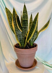 Snake Plant  from Mischler's Florist and Greenhouses in Williamsville, NY