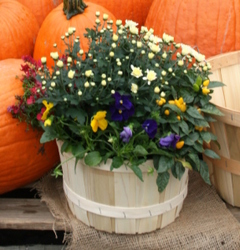 Fall 8 Qt. Basket Mix from Mischler's Florist and Greenhouses in Williamsville, NY