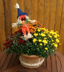 Scarecrow Basket of Mums from Mischler's Florist and Greenhouses in Williamsville, NY