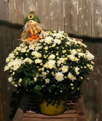 Mum Tin with Scarecrow from Mischler's Florist and Greenhouses in Williamsville, NY