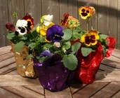 Pansy Favors from Mischler's Florist and Greenhouses in Williamsville, NY