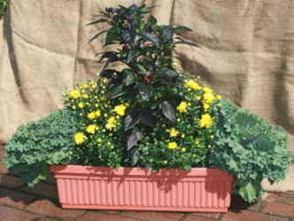 Fall Windowbox from Mischler's Florist and Greenhouses in Williamsville, NY