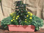 Fall Windowbox from Mischler's Florist and Greenhouses in Williamsville, NY